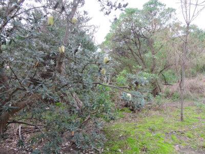 Banksia Woodland