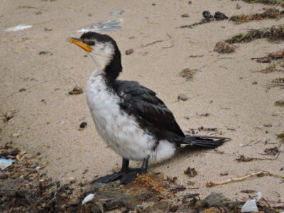 Cormorant at Estuary