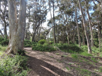 Path near Morven