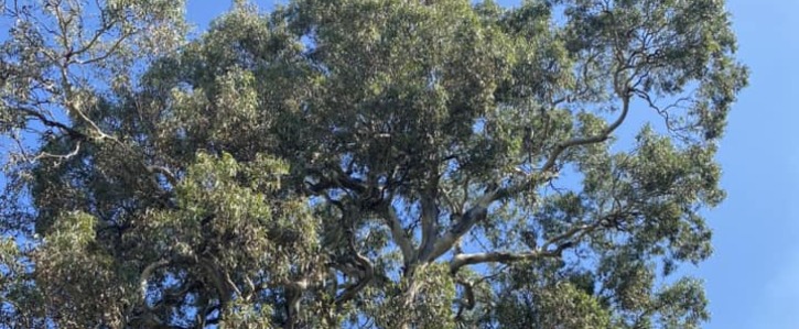 Petition: Protect old growth trees at La Trobe University