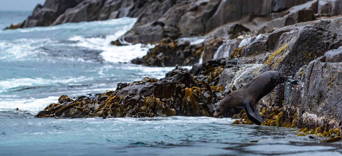 Forecast for sea off south-east Australia spells danger for marine life