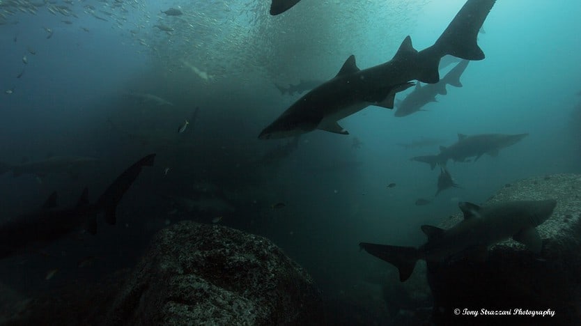 A census hoping to help save the grey nurse shark