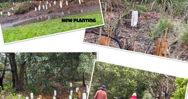 News from Latest Working Bee at Pine Reserve