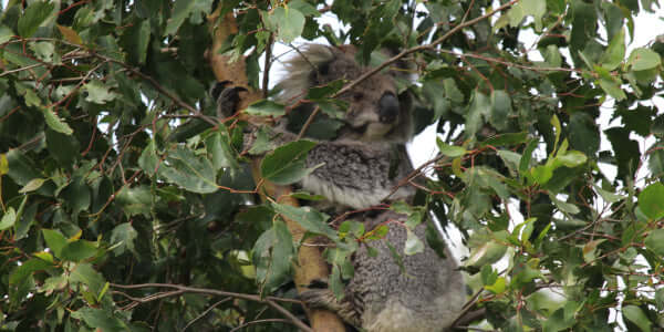 Restoring native forest for Strzelecki Koalas