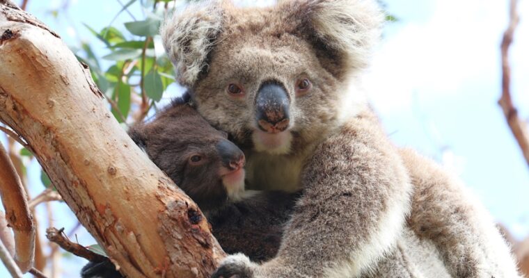 Mikkira Station enjoys koala baby boom but nerves run high as SA bushfire season starts