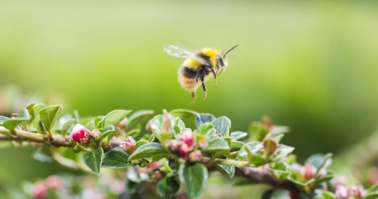 Even with tight regulations, pesticides are still damaging bee colonies