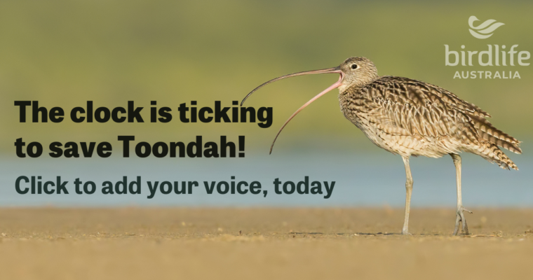 Urgent: Help save important bird habitat at Toondah Harbour