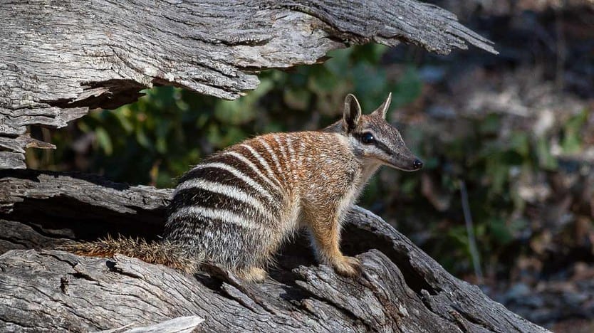 As the climate warms, endangered numbats are feeling the heat