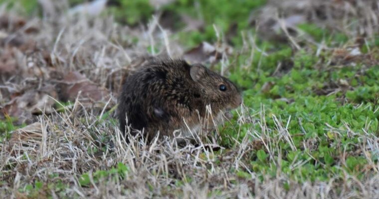 Prairie voles and the science of love and loss