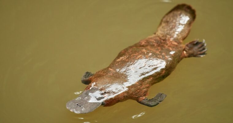 Oldest-known wild platypus gives new insights into longevity of enigmatic Australian species