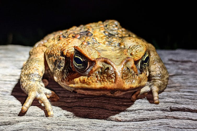 A secret war between cane toads and parasitic lungworms is raging across Australia