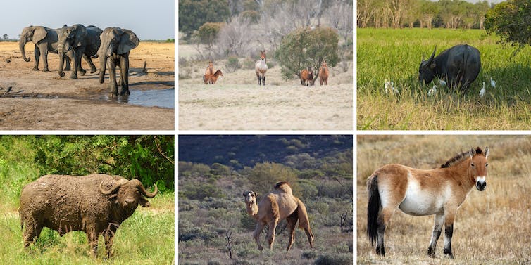 Horses, camels and deer get a bad rap for razing plants – but our new research shows they’re no worse than native animals