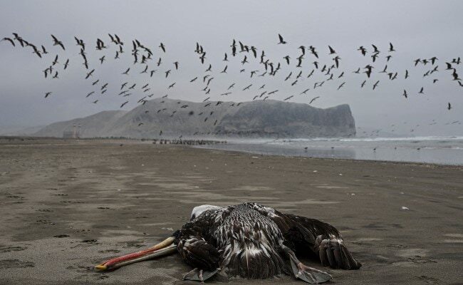 Antarctica wildlife at risk as bird flu surges around the globe