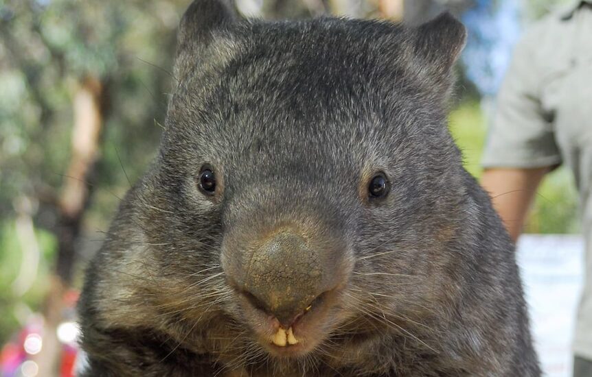 Some interesting titbits about wombats