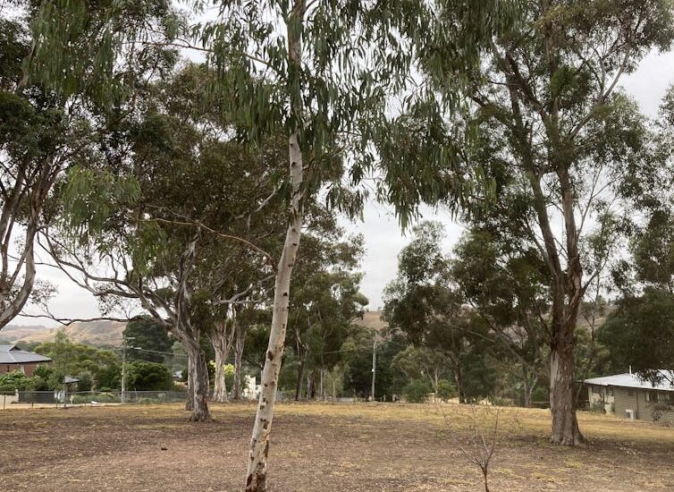 Sugar gums have a reputation as risky branch-droppers but they’re important to bees, parrots and possums