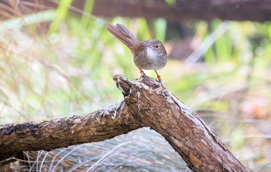 Critically endangered eastern bristlebirds bred in captivity released into Border Ranges National Park