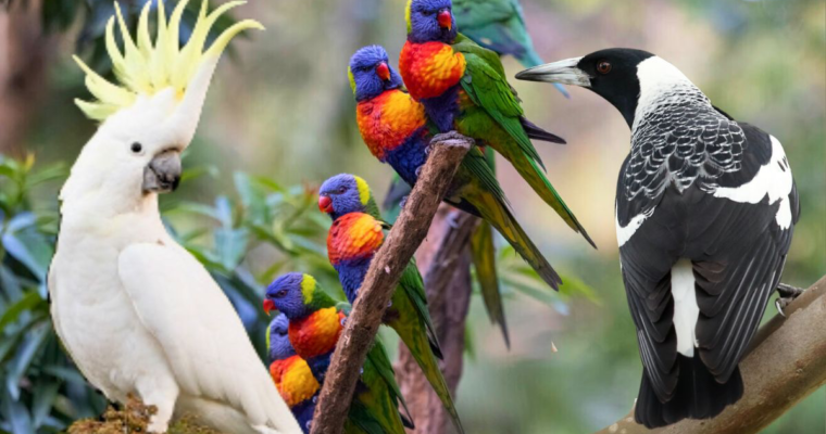 Who rules Australian skies? Millions of birds counted in attempt to halt extinctions