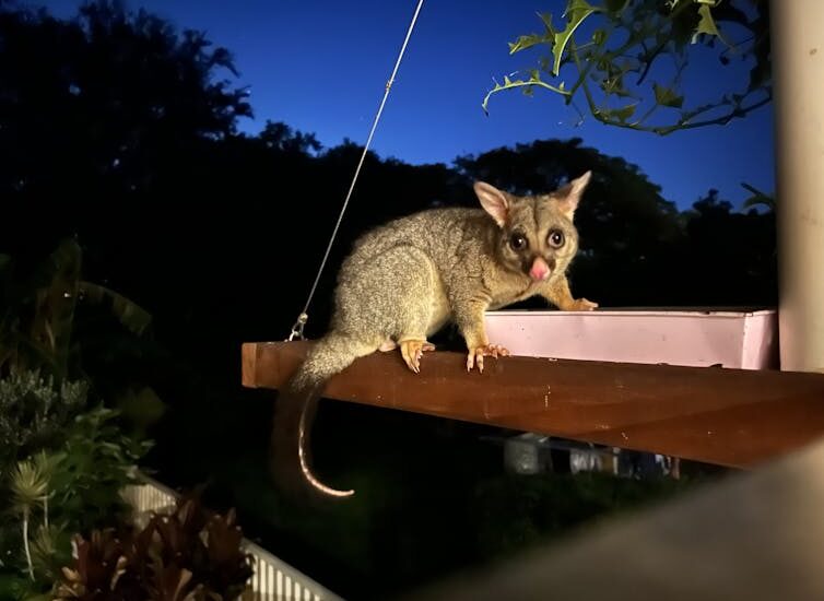 Two-thirds of us support banning pet cats from roaming. A ban would save millions of native animals – and billions of dollar