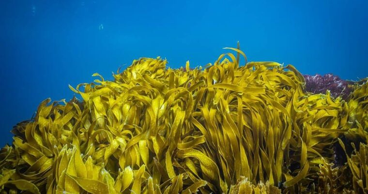 Seaweed carbon sink power revealed