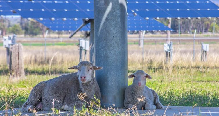 No threat to farm land: just 1,200 square kilometres can fulfil Australia’s solar and wind energy needs