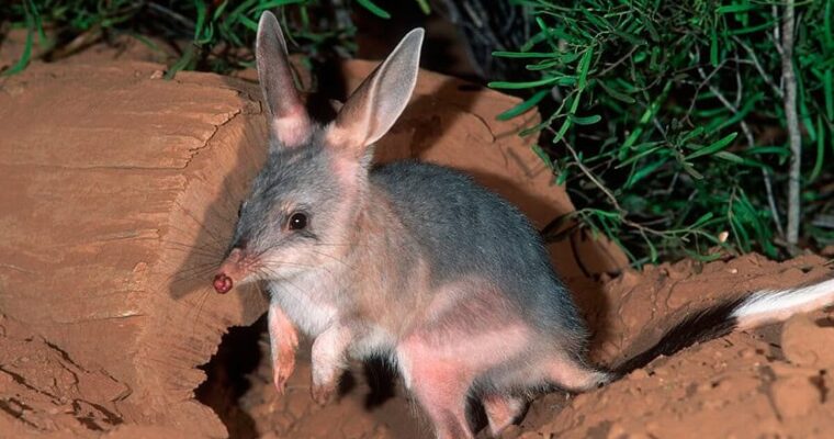 Could bilbies return ‘home’ after a century?