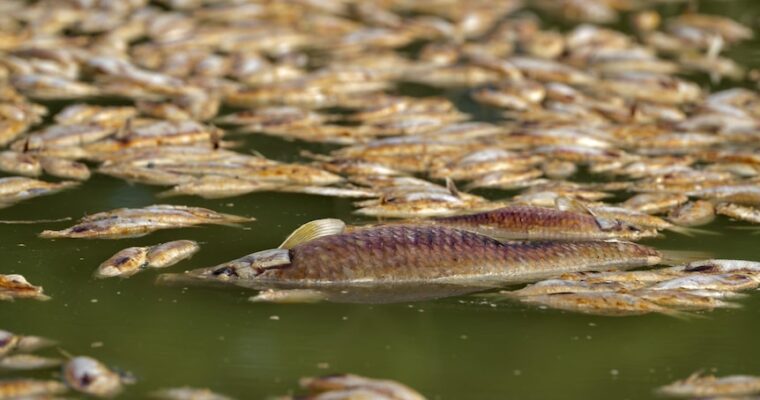 Why are fish still dying in the Darling River at Menindee — and what can we do to prevent it?