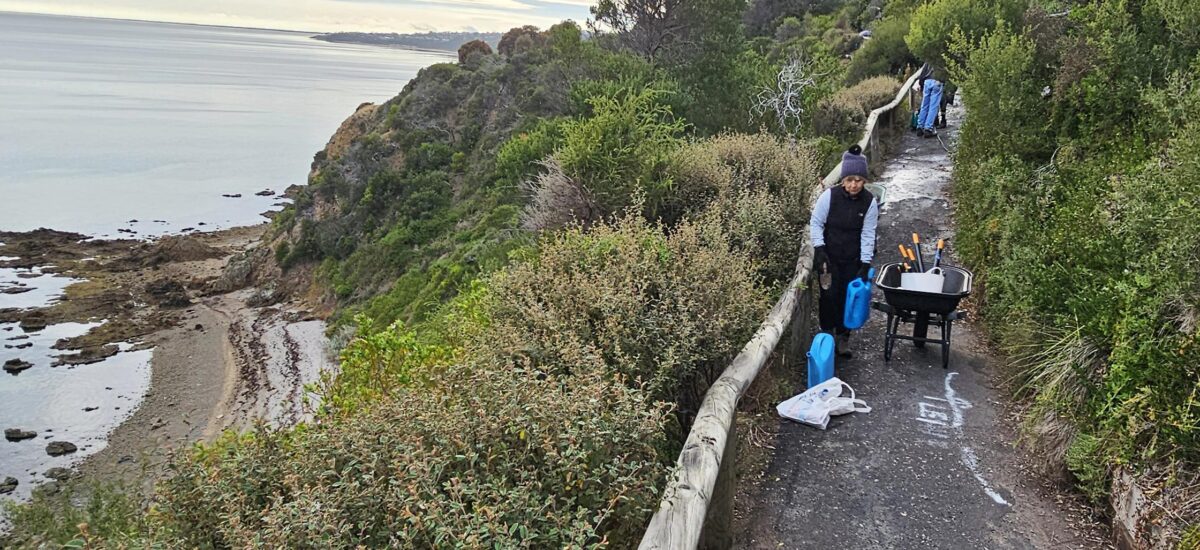 Beleura Cliff Path working bee, June 2024 