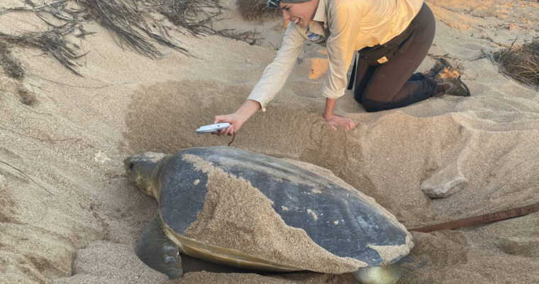 Tracking Western Australia’s flatback turtles to aid conservation