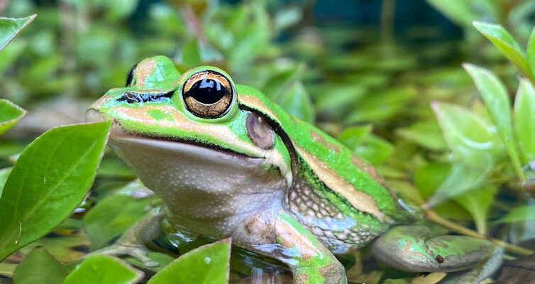 Our ‘frog saunas’ could help save endangered species from the devastating chytrid fungus