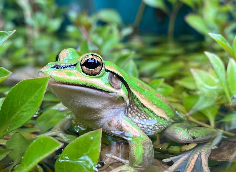 Our ‘frog saunas’ could help save endangered species from the devastating chytrid fungus