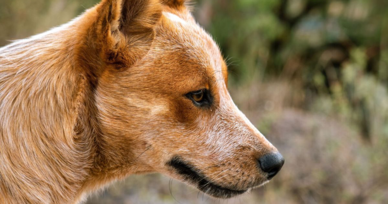 Help save our dingoes