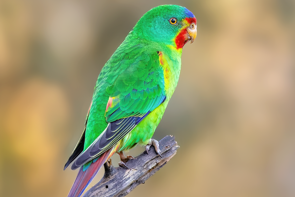 Growing hope for the world’s fastest parrot