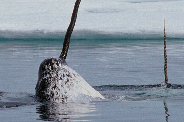 A lifetime of love for the charismatic narwhal