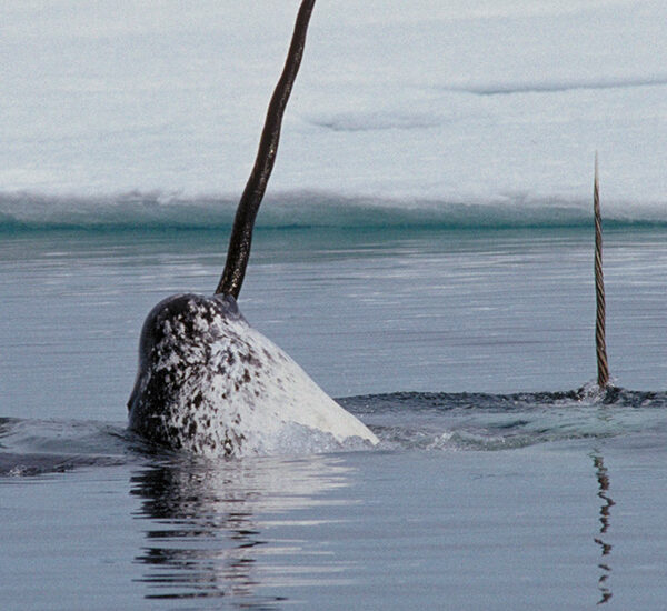 A lifetime of love for the charismatic narwhal