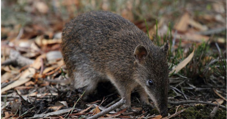 This Saturday – Dig into Bandicoot Territory!