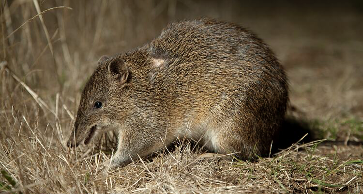 Report of the Presentation by Elish Roberts on the  Southern Brown Bandicoot