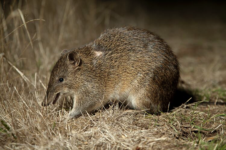 Report of the Presentation by Elish Roberts on the  Southern Brown Bandicoot