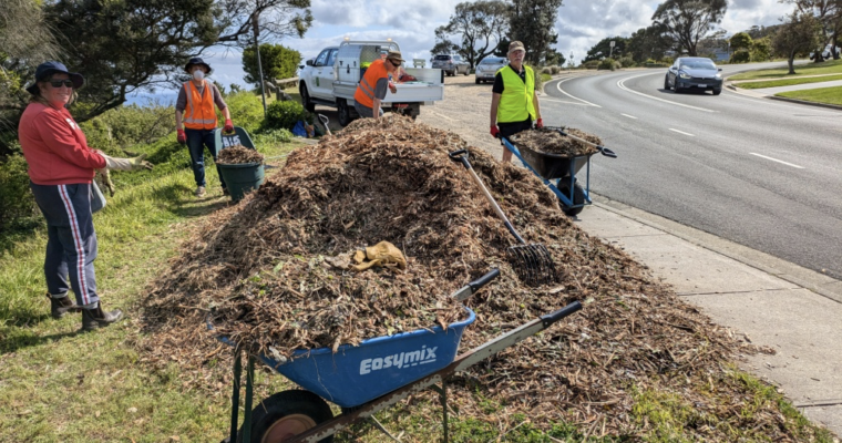 Friends of Mills Beach and Friends of Tanti Creek combined Working Bee